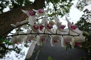 White orchids on one branch photo