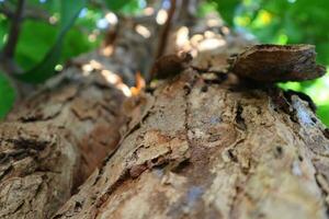 close up of a tree trunk photo