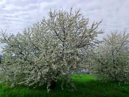 Blooming cherries on a green meadow, against the backdrop of the Dnieper River. Ukraine photo