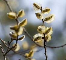 Sprig of young willow with yellow pollen on fluffy flowers on a blue background. Photo of high quality. Horizontally.