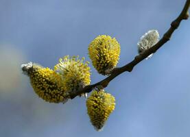 Sprig of young willow with yellow pollen on fluffy flowers on a blue background. Photo of high quality. Horizontally.