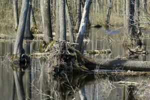 primavera bosque y inundaciones reflexión en el agua de seco arboles y último años césped. foto en alto calidad. horizontal