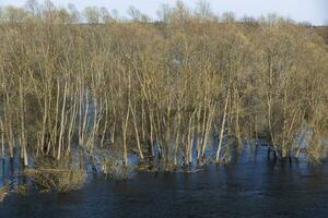 Floods in the spring forest. Sunny spring day and blue sky. Reflection in the blue water. View from above. Photo in high quality. Horizontal