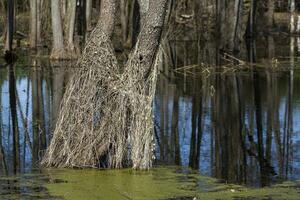 Spring forest and floods. Reflection in the water of dry trees and last year's grass. Photo in high quality. Horizontal