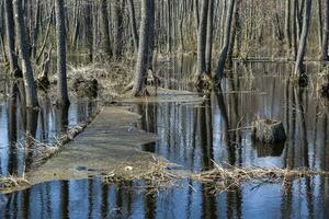 Garbage in muddy water in the forest, thrown out by man. Environmental disaster in nature. The problem of trash in nature. Horizontally. Photo in high quality.