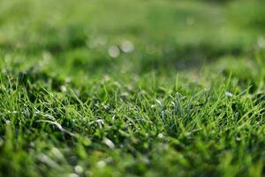 View of young green grass in the park, taken close-up with a beautiful blurring of the background photo