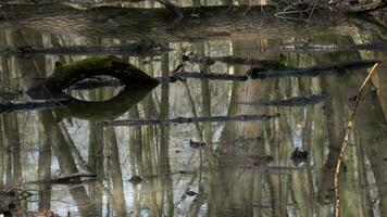 Trees reflecting in a natural forest pool photo