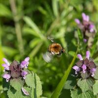 Working bee in flight between flowers photo