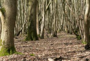 Ancients woodlands in Suffolk photo