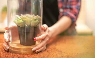 Female hand holding Plastic artificial succulents in jars, stonecrop in a vase decorate the home. photo