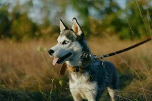 A dog of the Husky breed walks in nature on a leash in the park, sticking out his tongue from the heat and looking into the profile of the autumn landscape photo