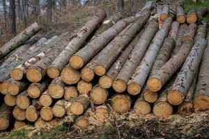 Forest pine and spruce trees. Log trunks pile, the logging timber wood industry. photo