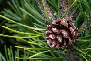 Small pine cone on a branch photo