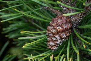 Small pine cone on a branch photo