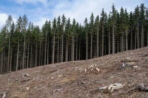 Bare plain due to deforestation, felled spruce forest photo