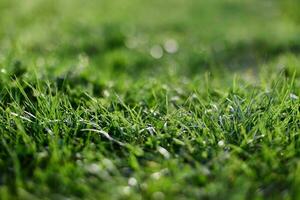 View of young green grass in the park, taken close-up with a beautiful blurring of the background photo