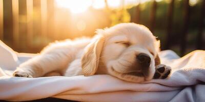 A golden retriever puppy sleeping on the blanket photo