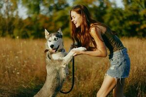 A slender woman plays and dances with a husky breed dog in nature in autumn on a field of grass and smiles at a good evening in the setting sun photo