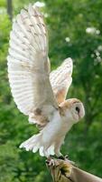 White owl perched on gloved hands. photo