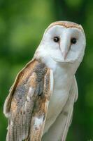 Vertical image of a white owl looking at camera. photo