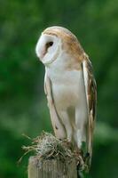 Closeup of a white owl showing details of its face and feathers. photo