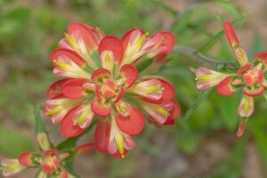 An orange Castilleja wildflower blooming in springtime. photo