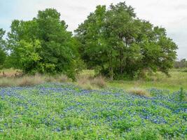 In April, bluebonnets grow in fields and meadows all over the Texas Hill Country. photo