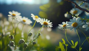 Beautiful spring flowers background nature with beautiful sky with image photo