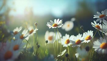 Beautiful spring flowers background nature with beautiful sky with image photo