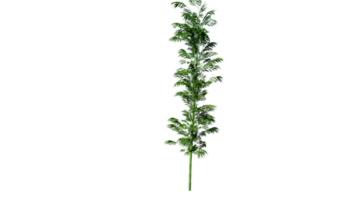 Bambo tree high quality clear png