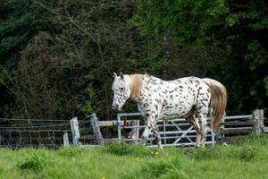 Beautiful Appaloosa horse photo