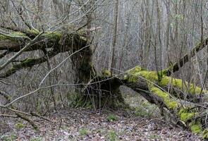 Ancient old scarey tree hidden in the woods photo