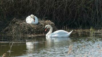 Swans nesting in Spring photo