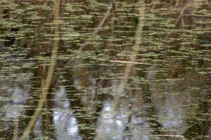 Reflections of forest trees photo