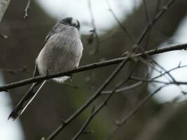 Long tailed Tit perched on a thin forest twig photo