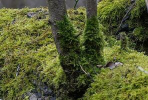Moss covered branch of a very old tree photo