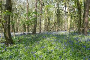 Orwell Park woodlands with Bluebells photo
