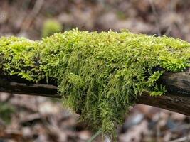 Tamarisk moss draped over a branch photo