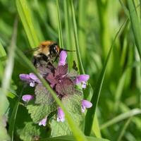 Wild Bee harvesting nectar from a wild flower photo