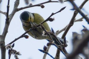 Great Tit feeding on a bud photo