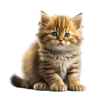 Cat In Transparent Background. png