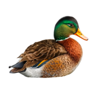 canard sauvage gris transparent sur blanc Contexte. génératif ai png