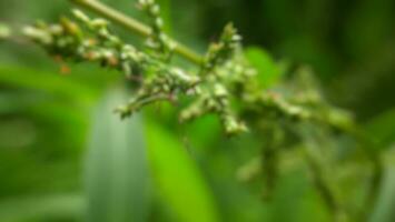 blurred background of grass in very dense garden photo