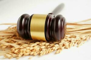 Judge gavel hammer with good grain rice from agriculture farm. Law and justice court concept. photo