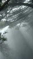 The sunlight running through the gap of trees and rocks in the foggy day photo