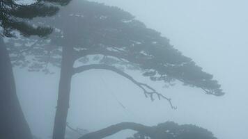 The pine surrounded by the white foggy in the misty day photo