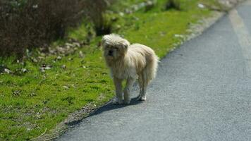 One adorable dog playing in the village freely photo