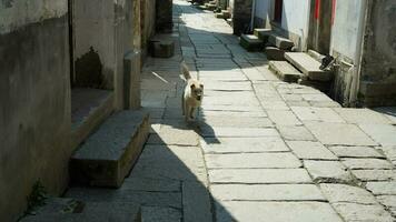 One adorable dog playing in the village freely photo