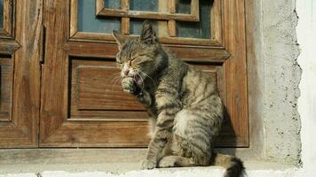 One adorable wild cat sitting in the garden for resting photo