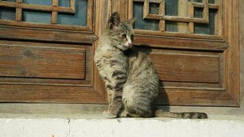 One adorable wild cat sitting in the garden for resting photo